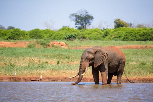 Elephant on the waterhole in the savannah of Kenya