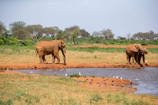 Elephant on the waterhole in the savannah of Kenya