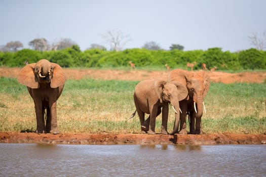 Waterhole in the savannah with some red elephants