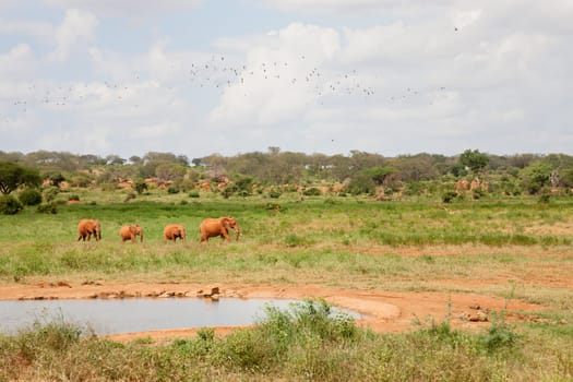 A red elephant family is coming to the waterhole, a lot of green plants