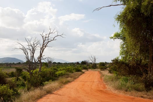 A way with red soil throught the savanna with a lot of trees and green plants