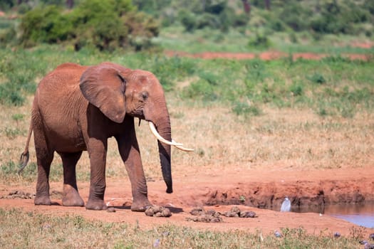 Waterhole in the savannah with some red elephants