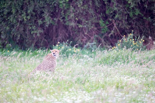 A cheetah in the grassland in the savannah of Kenya