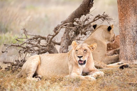 Some lions rest in the shade of a tree