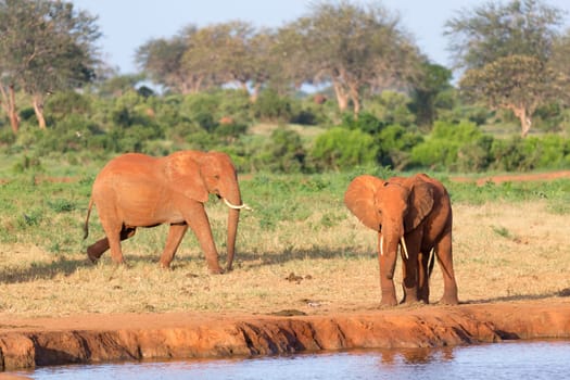 The family of red elephants at a water hole in the middle of the savannah