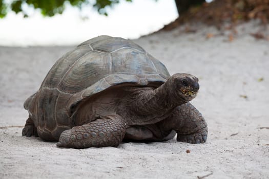 A big turtle on the beach on the Seychelles
