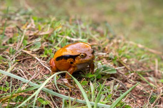 One large orange frog is sitting in the grass