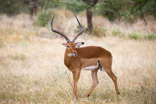 Some native antelopes in the grassland of the Kenyan savannah