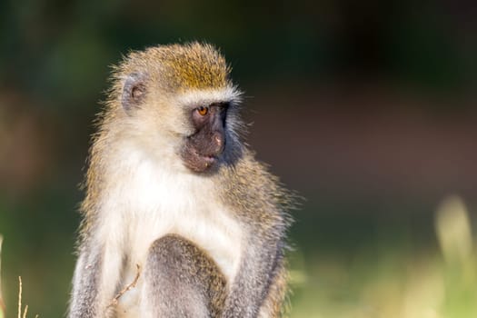 A portrait of a monkey in the savannah of Kenya