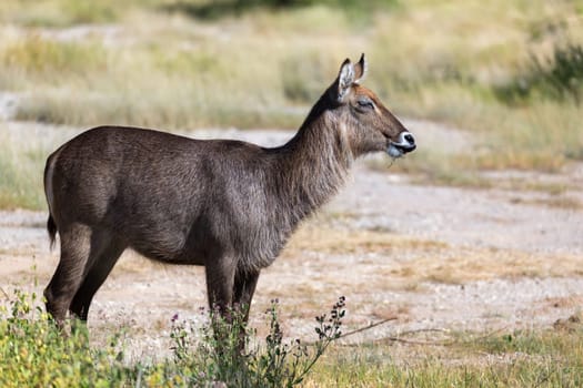 An antelope in the middle of the savannah of Kenya