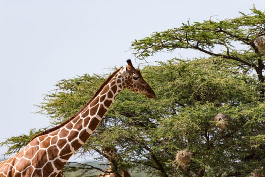 The closeup of a giraffe with many plants in the background