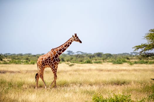 A Somalia giraffes eat the leaves of acacia trees