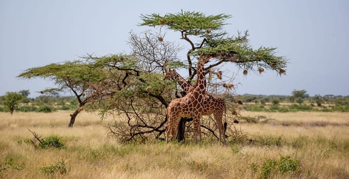 The Somalia giraffes eat the leaves of acacia trees
