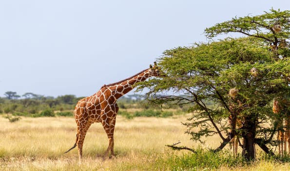 A Somalia giraffes eat the leaves of acacia trees