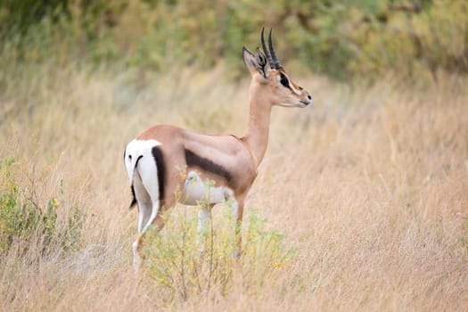 Some native antelopes in the grassland of the Kenyan savannah