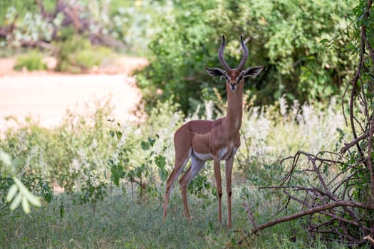 The antelopes in the grass landscape of Kenya