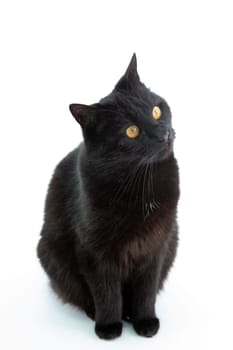 Beautiful black cat poses on a white background