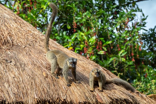 The Lemurs on the thatched roof of a building