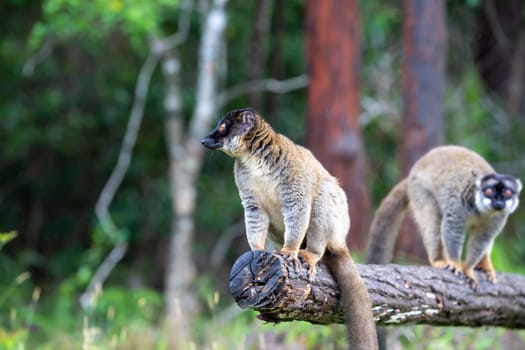 The Lemurs on a log hanging over the water