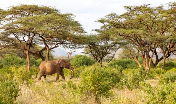 Some elephants walk through the jungle amidst a lot of bushes
