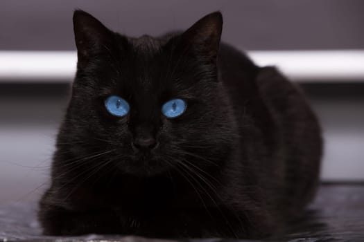 Black cat with blue eyes is watching you