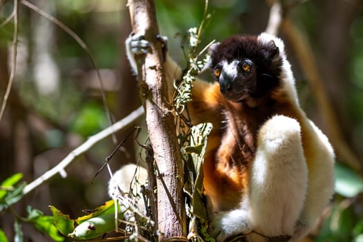 One Sifaka lemur that has made itself comfortable in the treetop