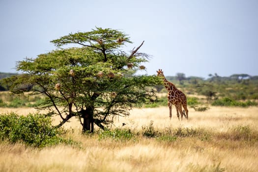 A Somalia giraffes eat the leaves of acacia trees