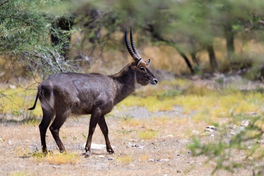 An antelope in the middle of the savannah of Kenya