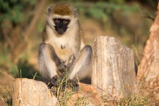 The monkey sits and looks around