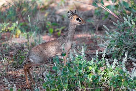 An antelope in the middle of the savannah of Kenya