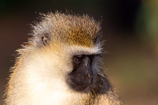 A portrait of a monkey in the savannah of Kenya