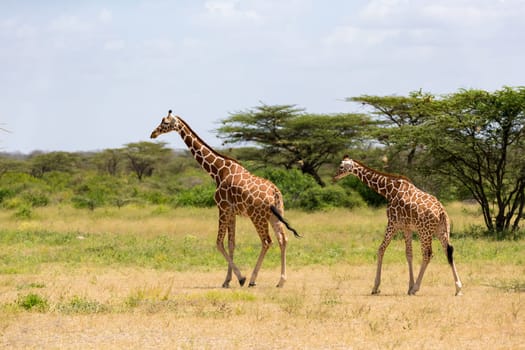 A several giraffes are walking through the grassland