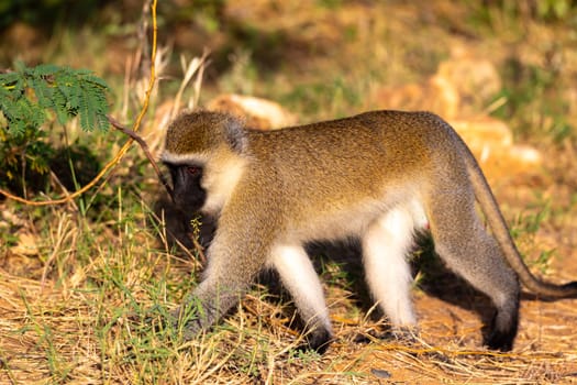 One monkey walks between the grass on the ground