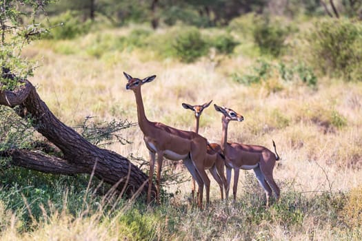 The gerenuk in the kenyan savanna looking for food