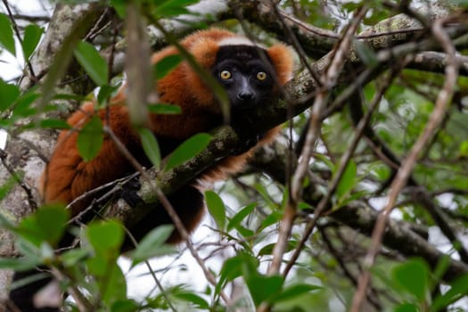 One red Vari Lemur sits on a branch of a tree