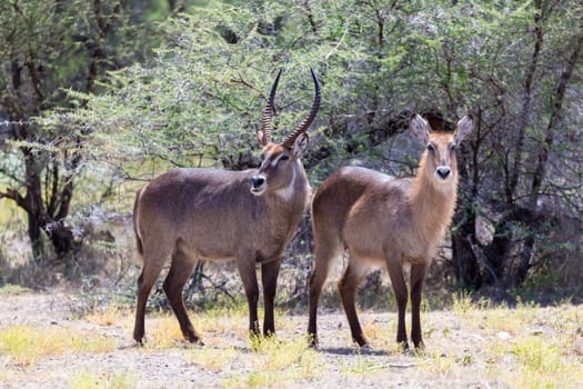 An antelope in the middle of the savannah of Kenya