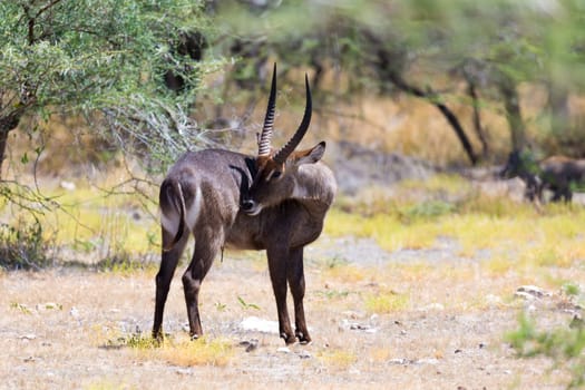 An antelope in the middle of the savannah of Kenya