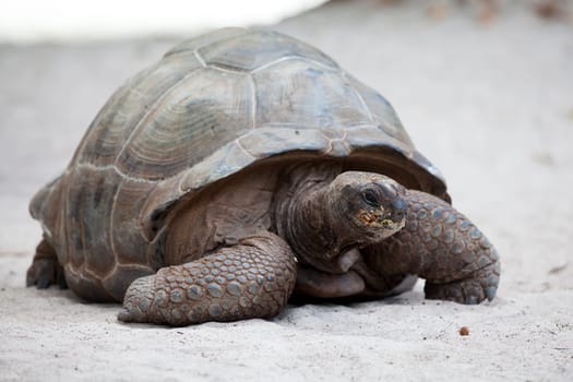A big turtle on the beach on the Seychelles