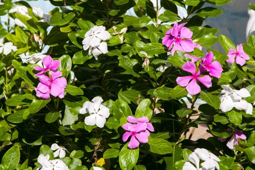 Beautiful exotic lilac and white flowers on a bush with green leaves