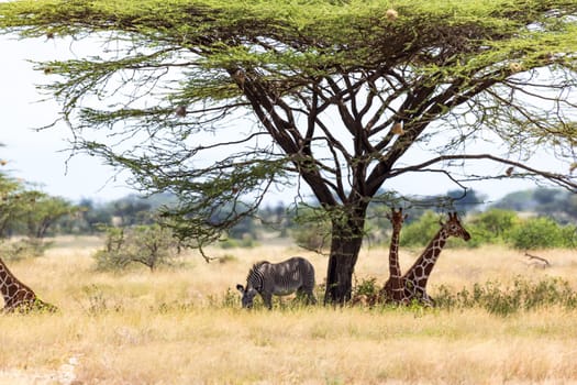 The Giraffes and a gravy zebra under the crown of a shady tree