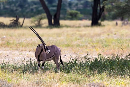 The Oryx family stands in the pasture surrounded by green grass and shrubs