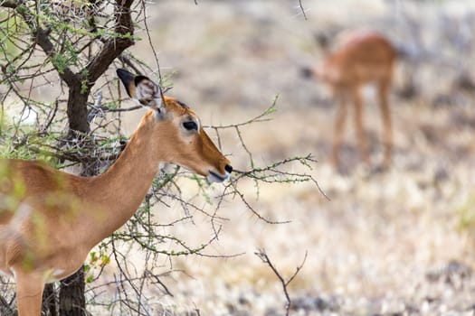 The Grant Gazelle grazes in the vastness of the Kenyan savannah