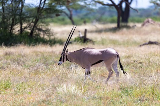 The Oryx family stands in the pasture surrounded by green grass and shrubs