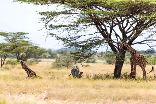The Giraffes and a gravy zebra under the crown of a shady tree