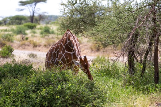 One giraffe eats the leaves of a bush