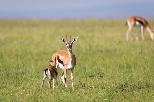 The Thomson gazelles in the middle of a grassy landscape in the Kenyan savanna