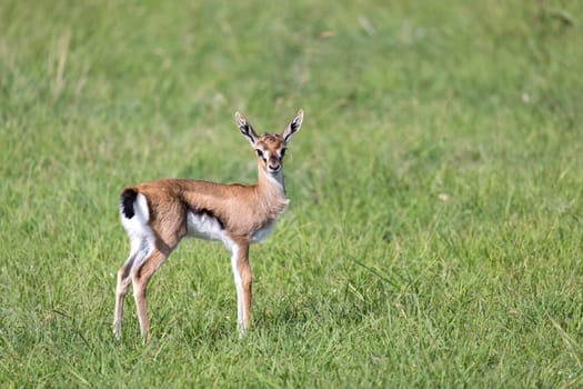 One very young Thomson Gazelle in the Kenyan grass landscape