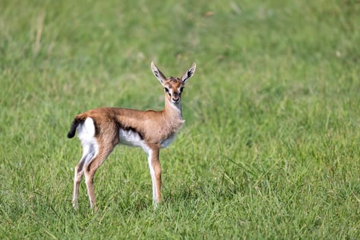 One very young Thomson Gazelle in the Kenyan grass landscape