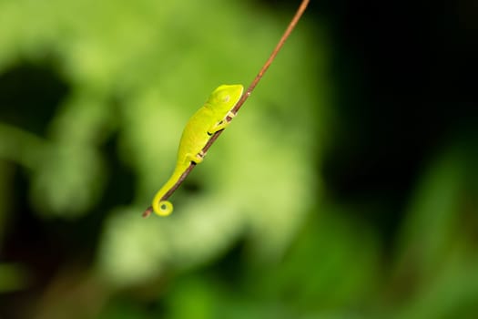 One small chameleon on a small branch