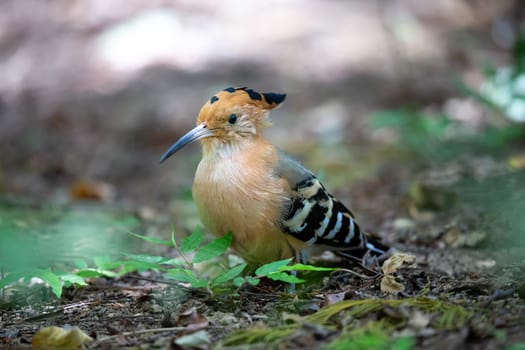 One endemic Madagascar hoopoe bird, with a colorful plumage